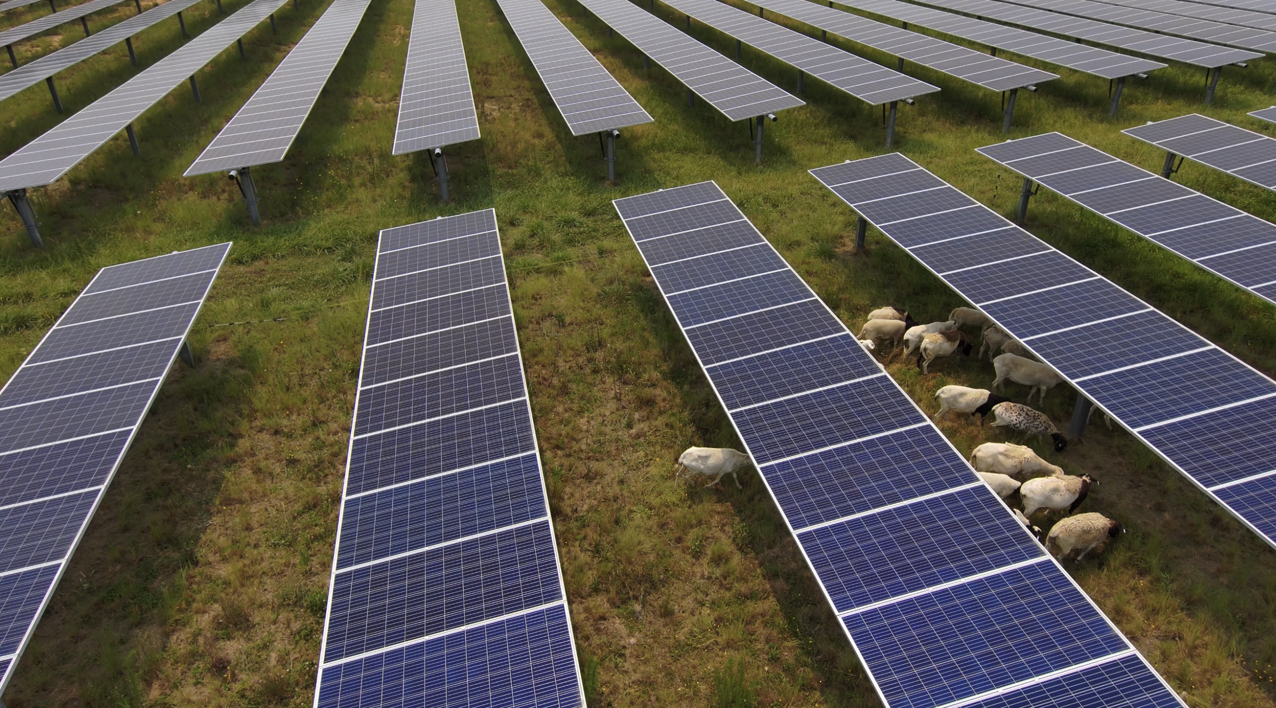 Rules for solar on Virginia prime agricultural, forest land being considered